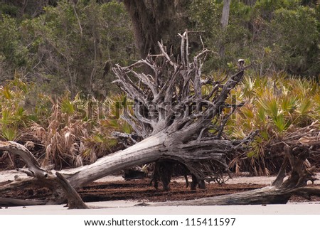 stock-photo-uprooted-tree-on-seashore-11
