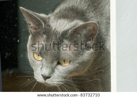 A grey cat stares out of a dusty and dirty art shop window.