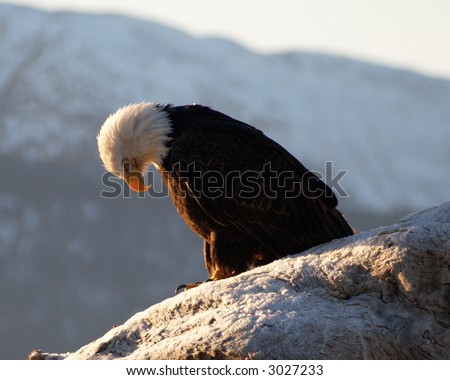 Profile of eagle with bowed head against mountain backdrop