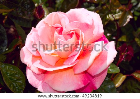 Rose pictured in Powerscourt - Ireland