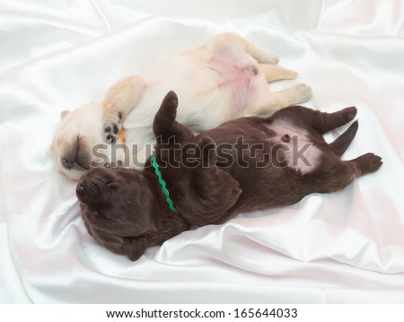 two labrador retriever puppies (one week old)