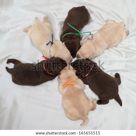 six labrador retriever puppies (one week old)