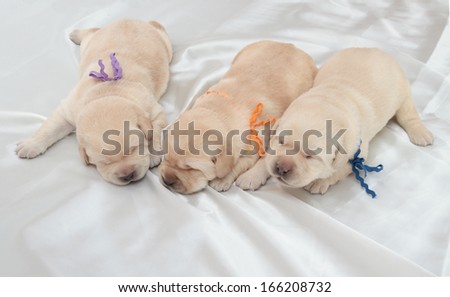 three labrador retriever puppies (one week old)