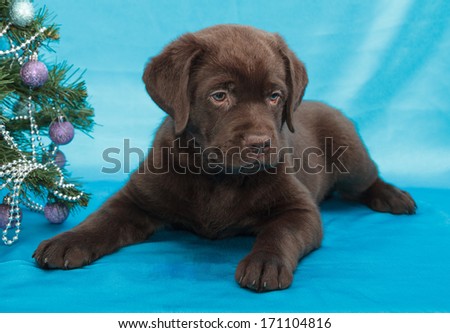chocolate labrador retriever puppy (8 week old)
