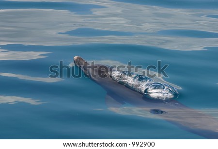 dolphin taking breath