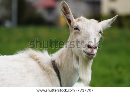 Funny goat on green meadow