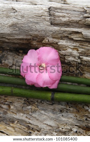 Thin bamboo grove with pink flower on Old Board texture