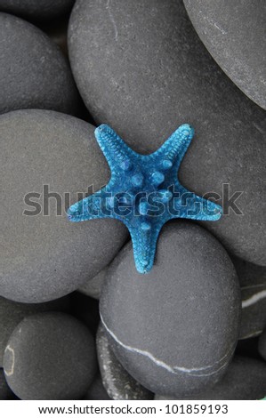 Blue starfish among river pebble stones
