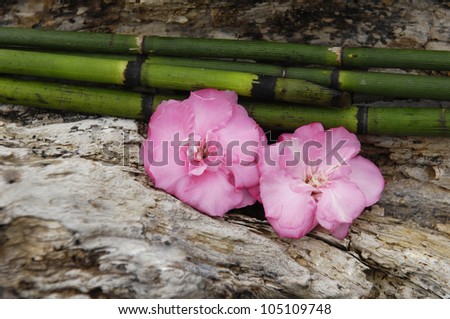 Thin bamboo grove with two pink flower on Old Board texture