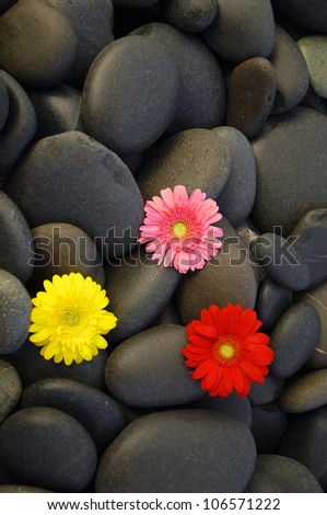 Set of three colorful daisy gerbera flower on pebbles texture