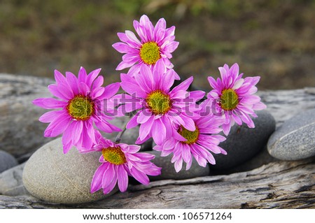 Set of six  gerbera blossom with stones on a old wood background