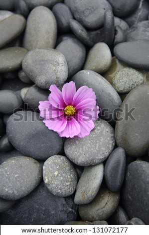 Tropical flower, exotic hibiscus and pebbles