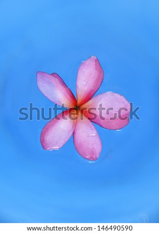 Pink frangipani flower on the blue water, relax and spa