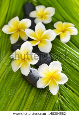Six plumeria and stones on palm leaf background