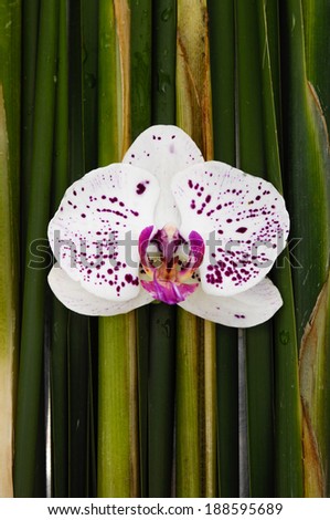 White orchid and long green leaf