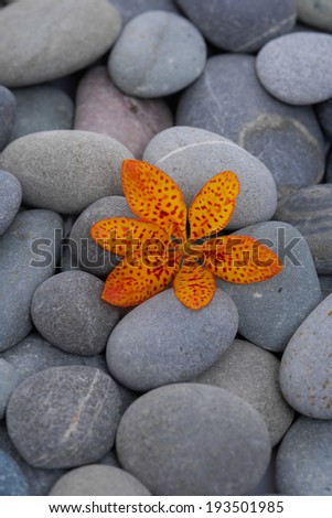 orange orchid and gray stones