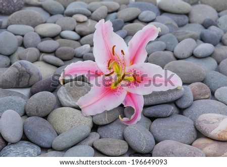 Set of pink lily on gray stones background