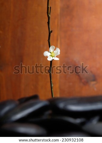 branch of cherry blossoms with zen stones on wooden wall background