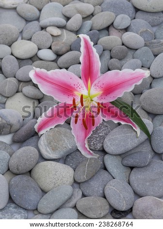 Pink lily on gray stones