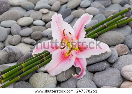 lily and bamboo grove on gray stones