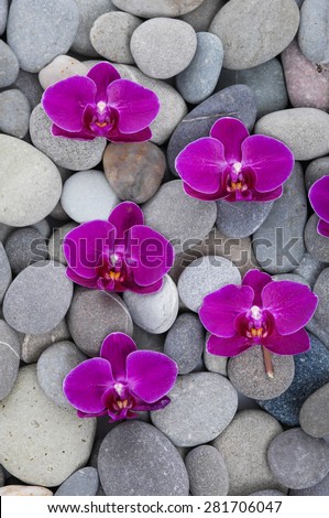 Set of six orchid on gray stones