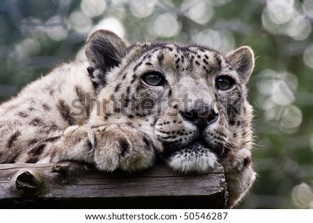 Snow leopard looking bored