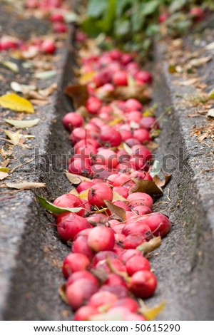 Red apples in the gutter