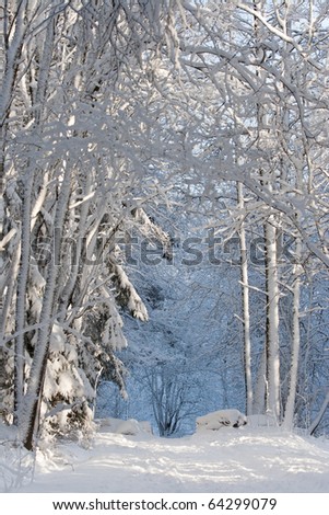 Snowy trees frames the path in deep forest