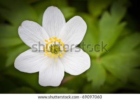 White Anemones Flowers