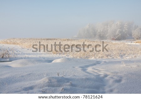 Frozen snowy seashore and bed of reeds on a hazy winter day in Finland