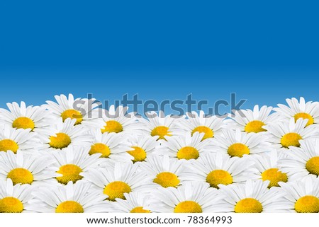 Field+of+daisies+background