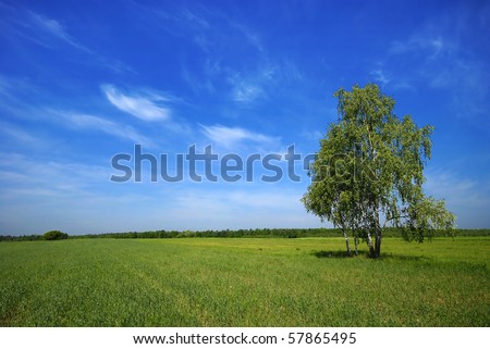 fields and trees relating to the blue sky
