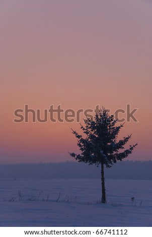 winter landscape at sunrise with the Christmas tree