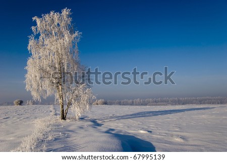 solar winter landscape with forest and fields