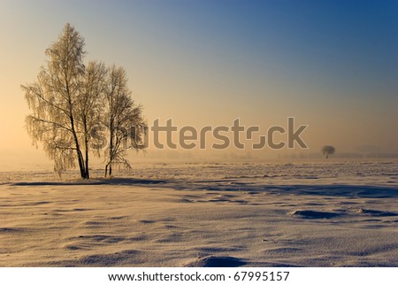 solar winter landscape with tree and fields