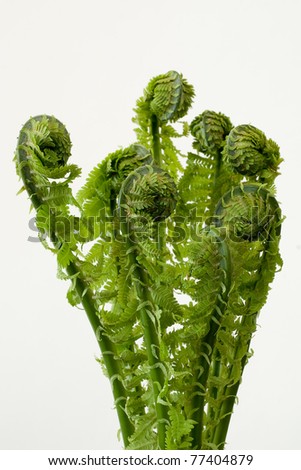fronds of fern on the white background