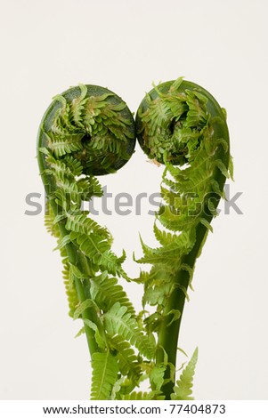 fronds of fern on the white background