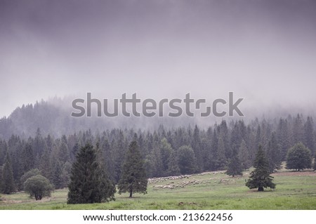 Morning field fog and the green forest. Shepherd and herd of sheeps