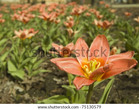 [Obrazek: stock-photo-red-tulip-flowers-in-the-gar...130579.jpg]