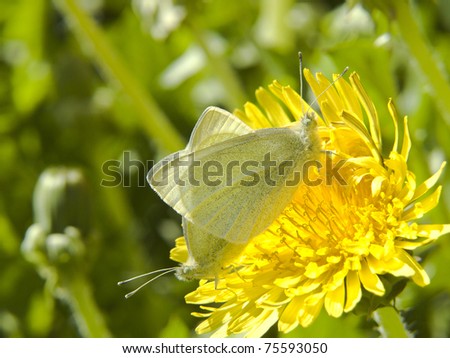 [Obrazek: stock-photo-flower-of-taraxacum-officina...593050.jpg]
