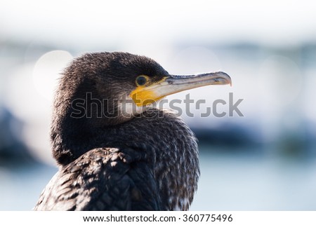 A great black cormorant is calmly sitting by the beach in the nice weather on a spring day in Gothenburg, Sweden.