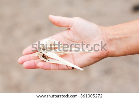 A female hand is holding a bird skull / cranium that was found on the ground.