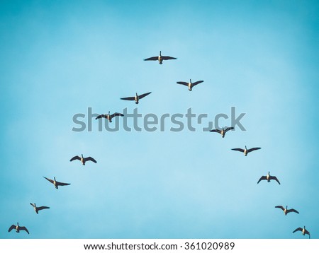 A flock (skein) of Canada geese flying in V formation for effective energy conservation. Vintage look. Location: Lund, southern Sweden.