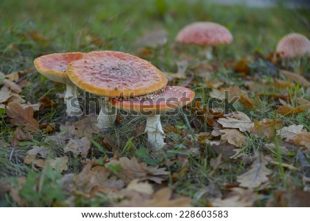 mushroom amanita in forest autumn poison