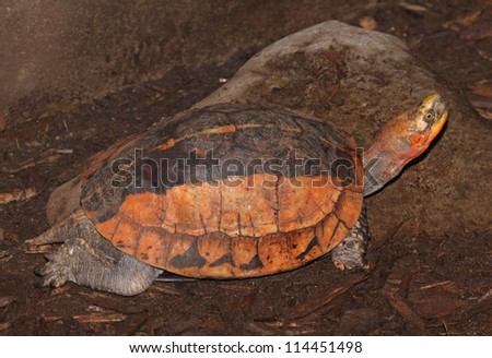 The vietnamese box turtle (Cistoclemmys galbinifrons) is a critically endangered turtle from south east Asia.