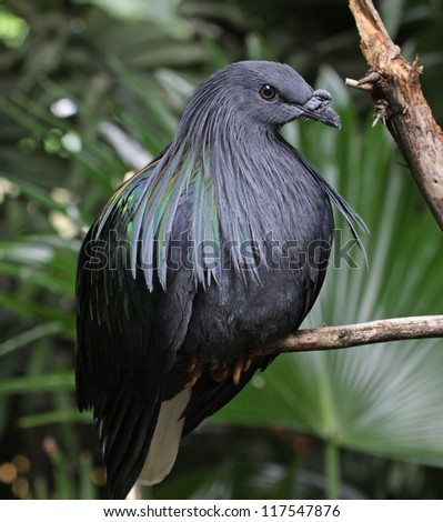 The nicobar pigeon (Caloenas nicobarica) is a pigeon found on the islands of the south Pacific.