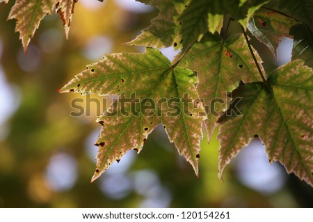 The leaves of a Maple tree just starting to change to fall color.
