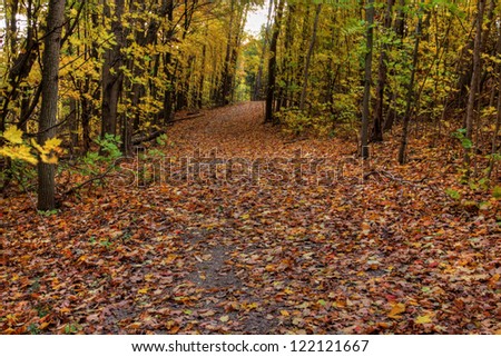 A trail in the woods decorated with the yellow leaves of Autumn.