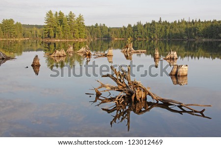 Driftwood and dead stumps on the shores of Burnt Island Lake in Algonquin Provincial Park, Ontario, Canada.