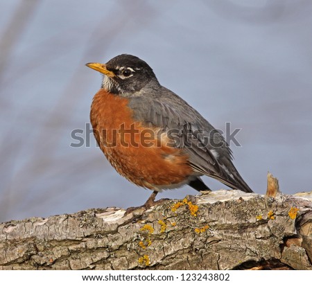An American Robin (Turdus migratorius) perched in a tree.
